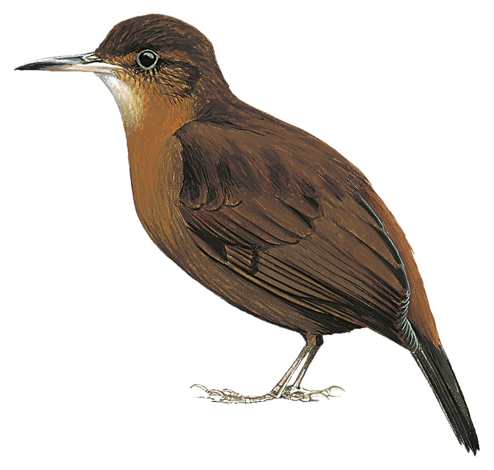 Black-tailed Leaftosser / Sclerurus caudacutus