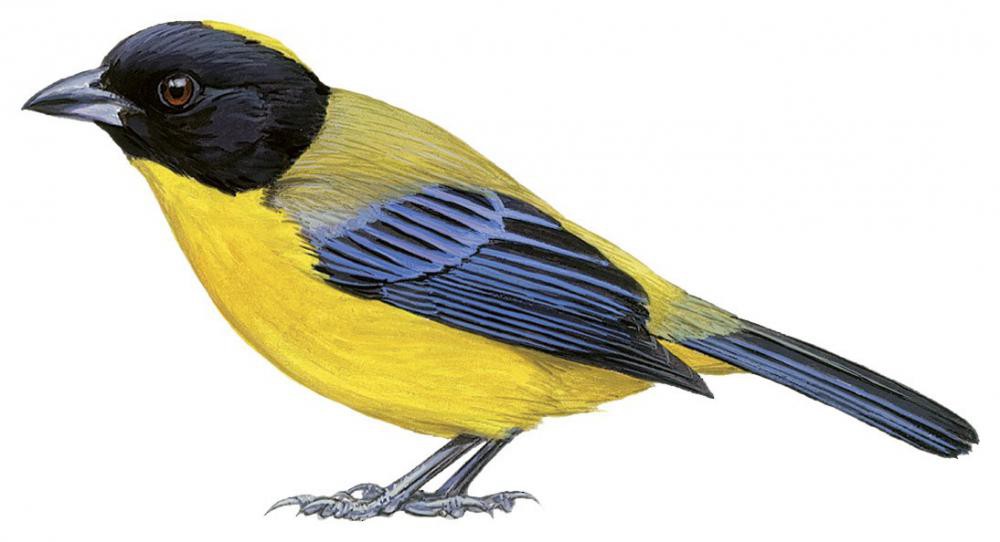 Black-chinned Mountain-Tanager / Anisognathus notabilis