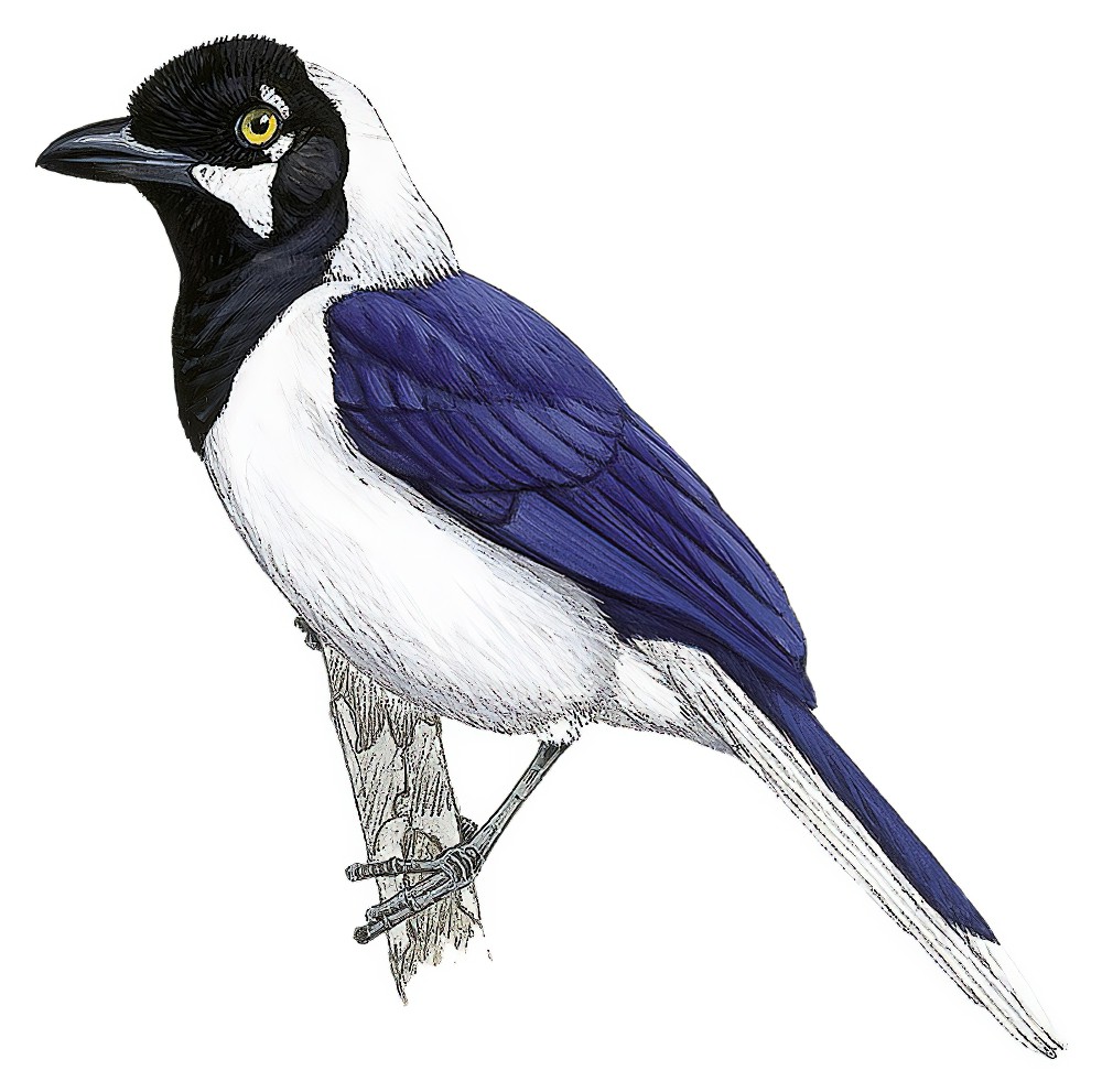 White-tailed Jay / Cyanocorax mystacalis