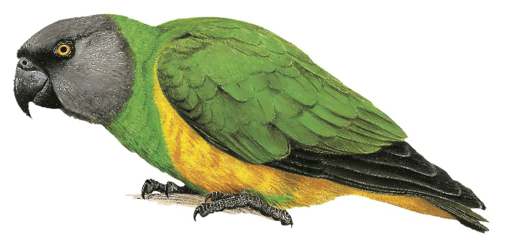 Senegal Parrot / Poicephalus senegalus