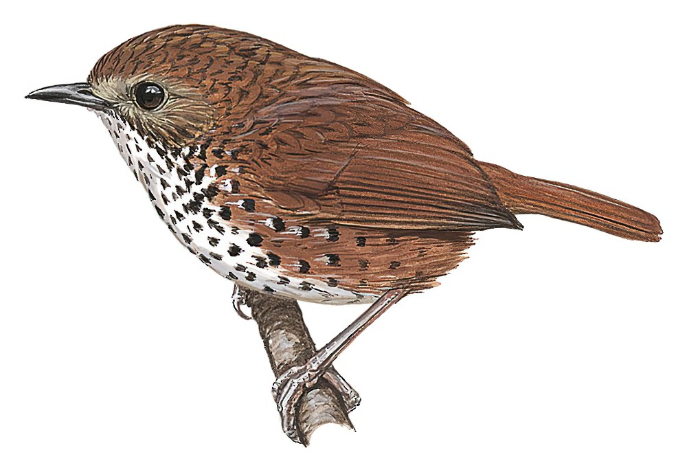 Chin Hills Wren-Babbler / Spelaeornis oatesi