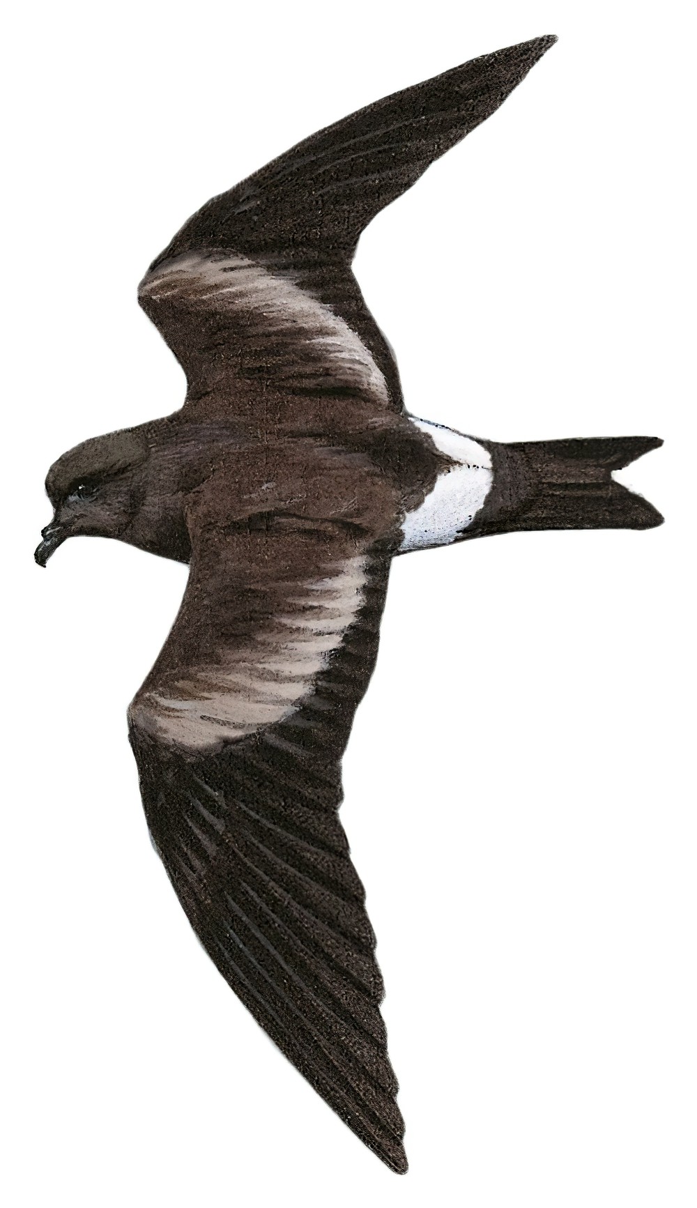Guadalupe Storm-Petrel / Oceanodroma macrodactyla