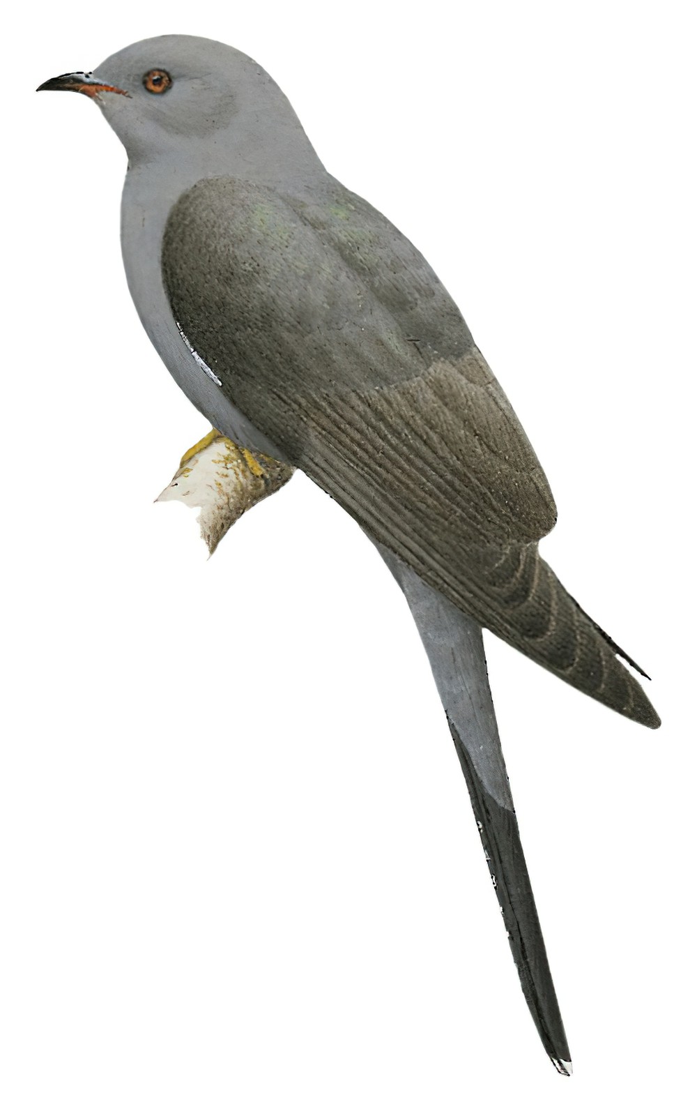 Gray-bellied Cuckoo / Cacomantis passerinus