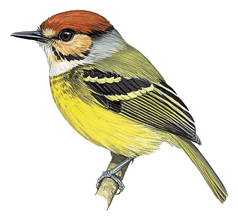 Rufous-crowned Tody-Flycatcher / Poecilotriccus ruficeps