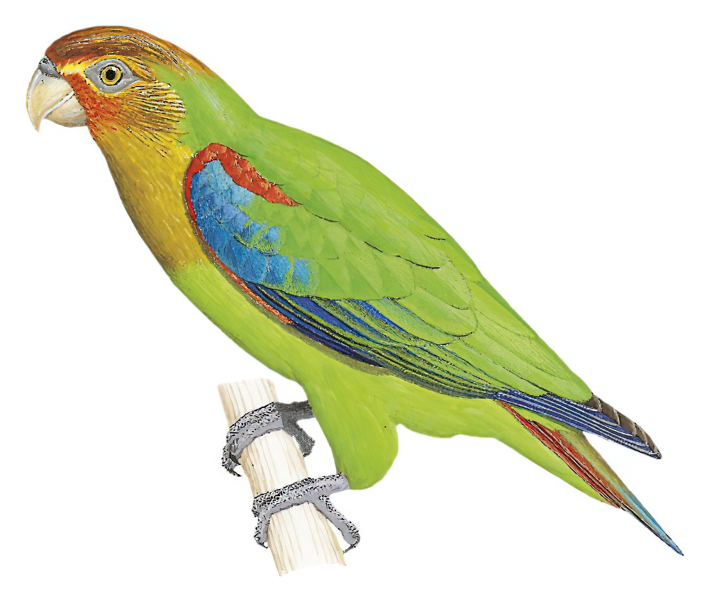 Rusty-faced Parrot / Hapalopsittaca amazonina
