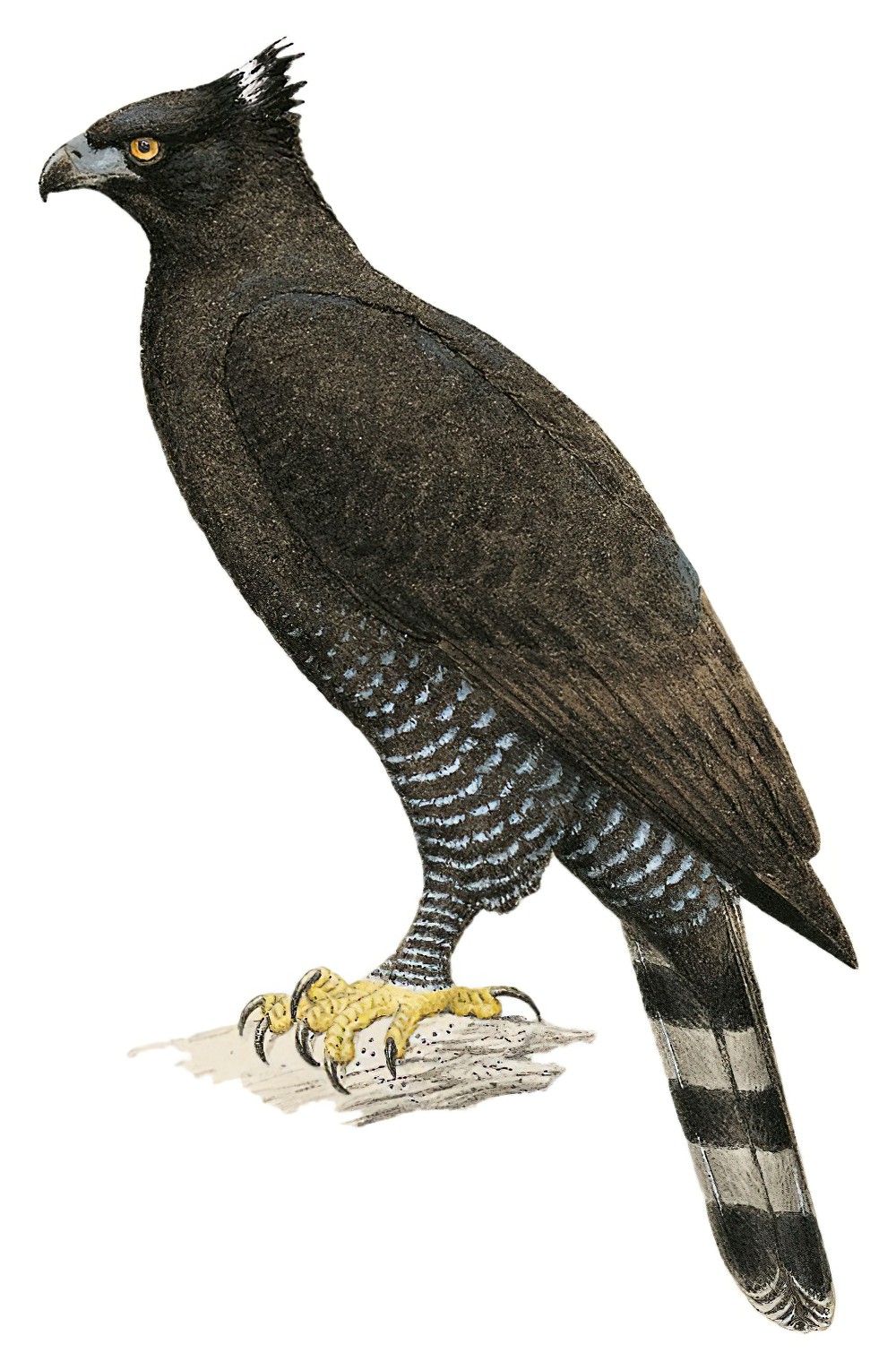 Black Hawk-Eagle / Spizaetus tyrannus