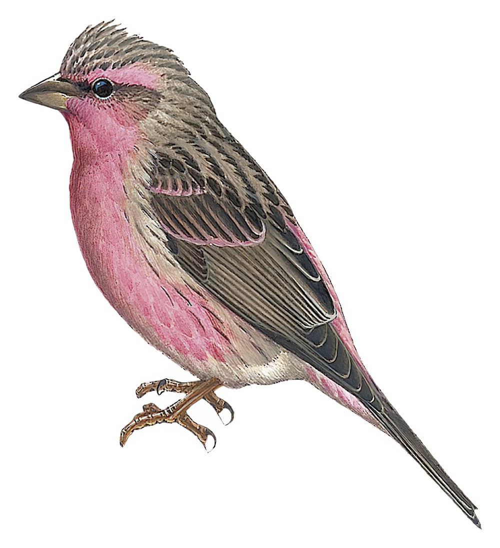 Pink-rumped Rosefinch / Carpodacus waltoni
