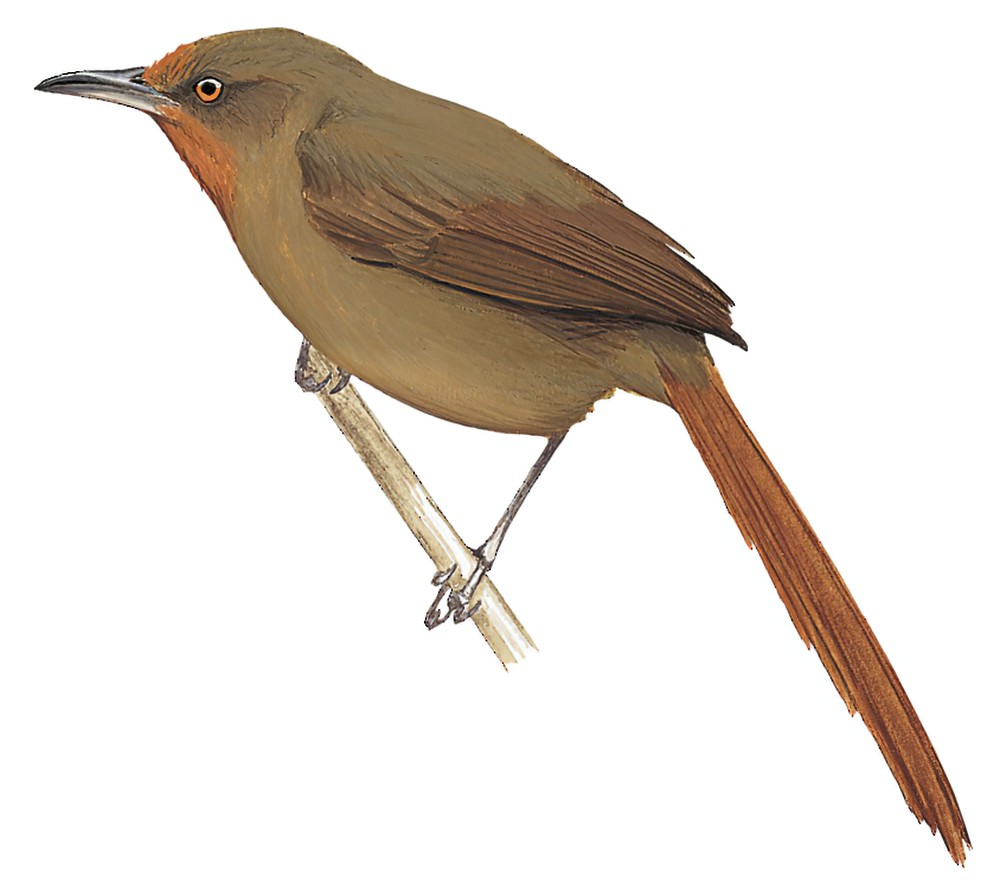 Orange-eyed Thornbird / Phacellodomus erythrophthalmus