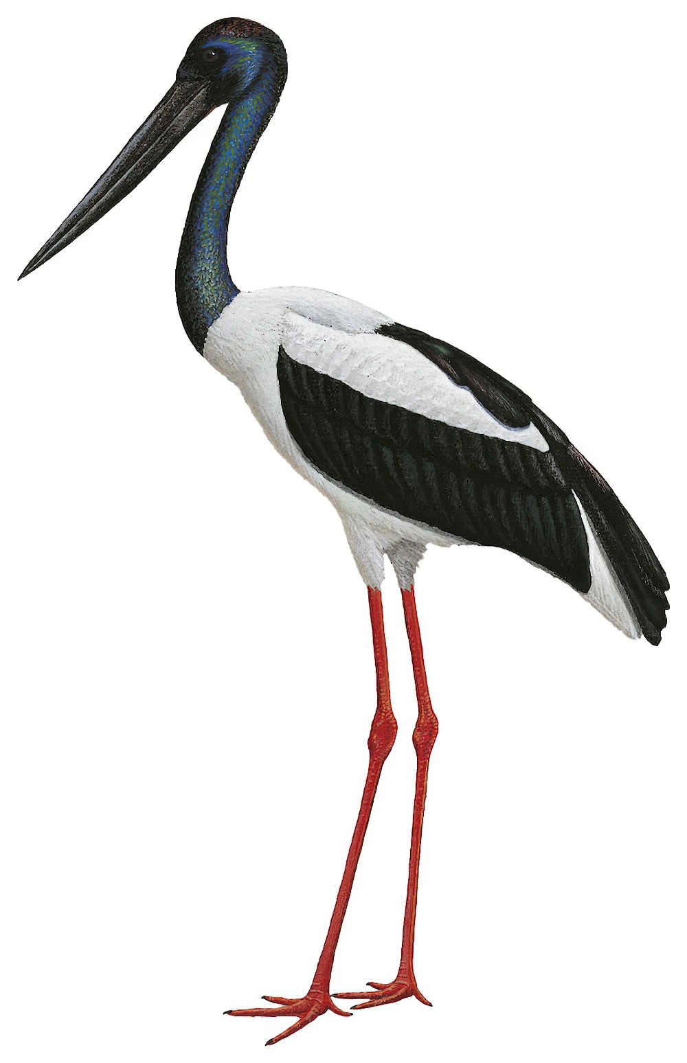 Black-necked Stork / Ephippiorhynchus asiaticus