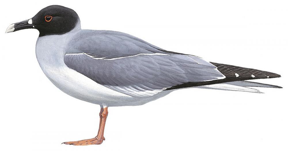 Swallow-tailed Gull / Creagrus furcatus