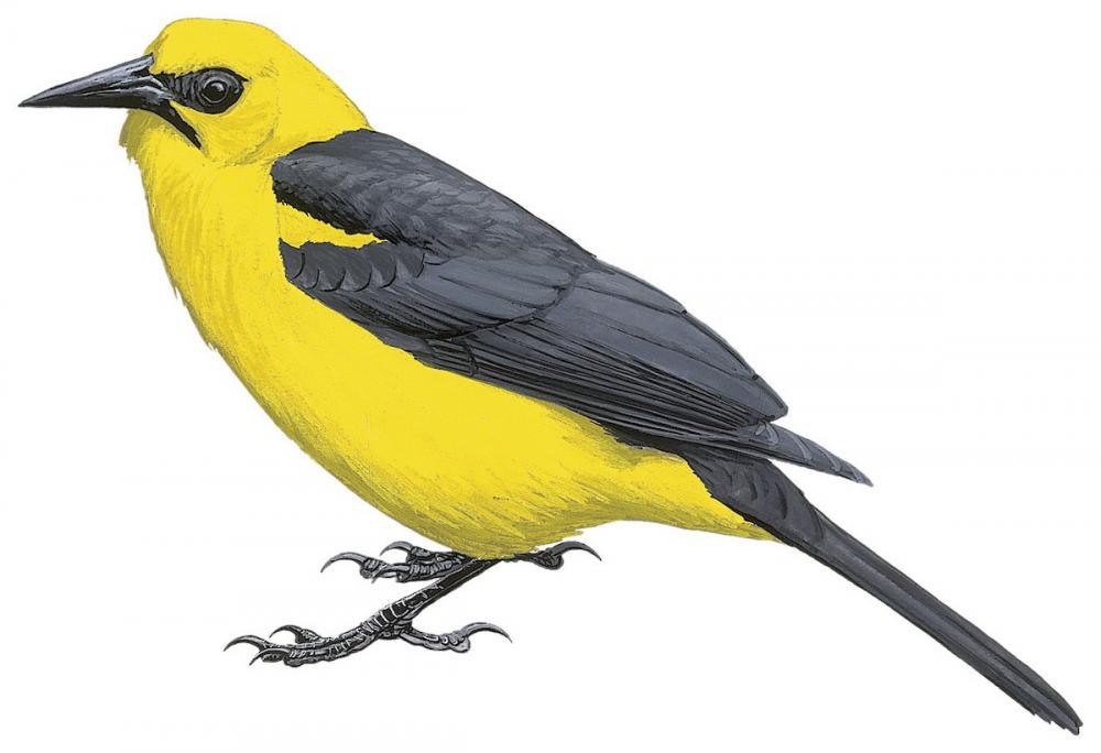 Oriole Blackbird / Gymnomystax mexicanus