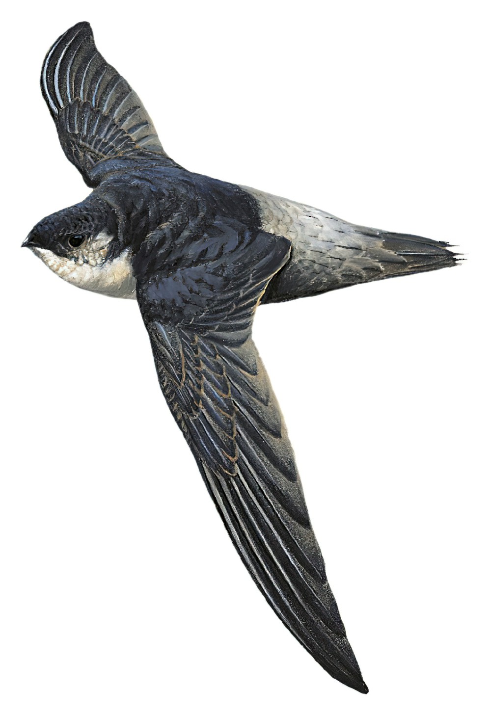 Gray-rumped Swift / Chaetura cinereiventris