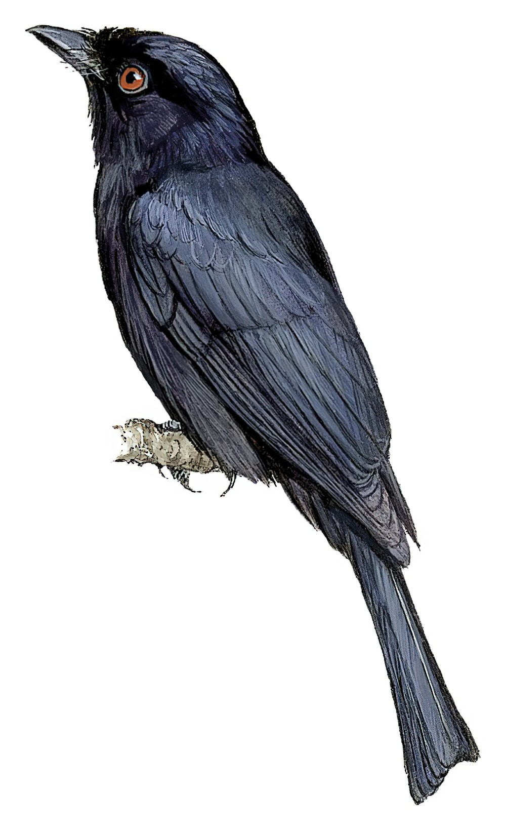 Common Square-tailed Drongo / Dicrurus ludwigii