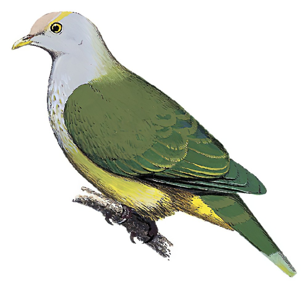 Gray-green Fruit-Dove / Ptilinopus purpuratus