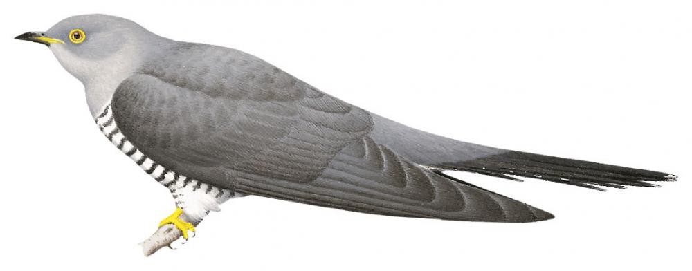 Common Cuckoo / Cuculus canorus