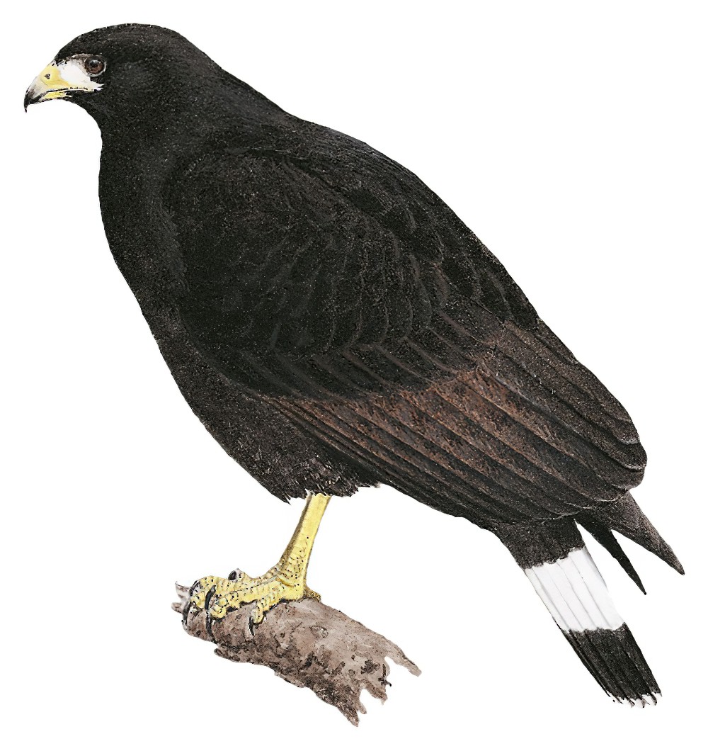Common Black Hawk / Buteogallus anthracinus