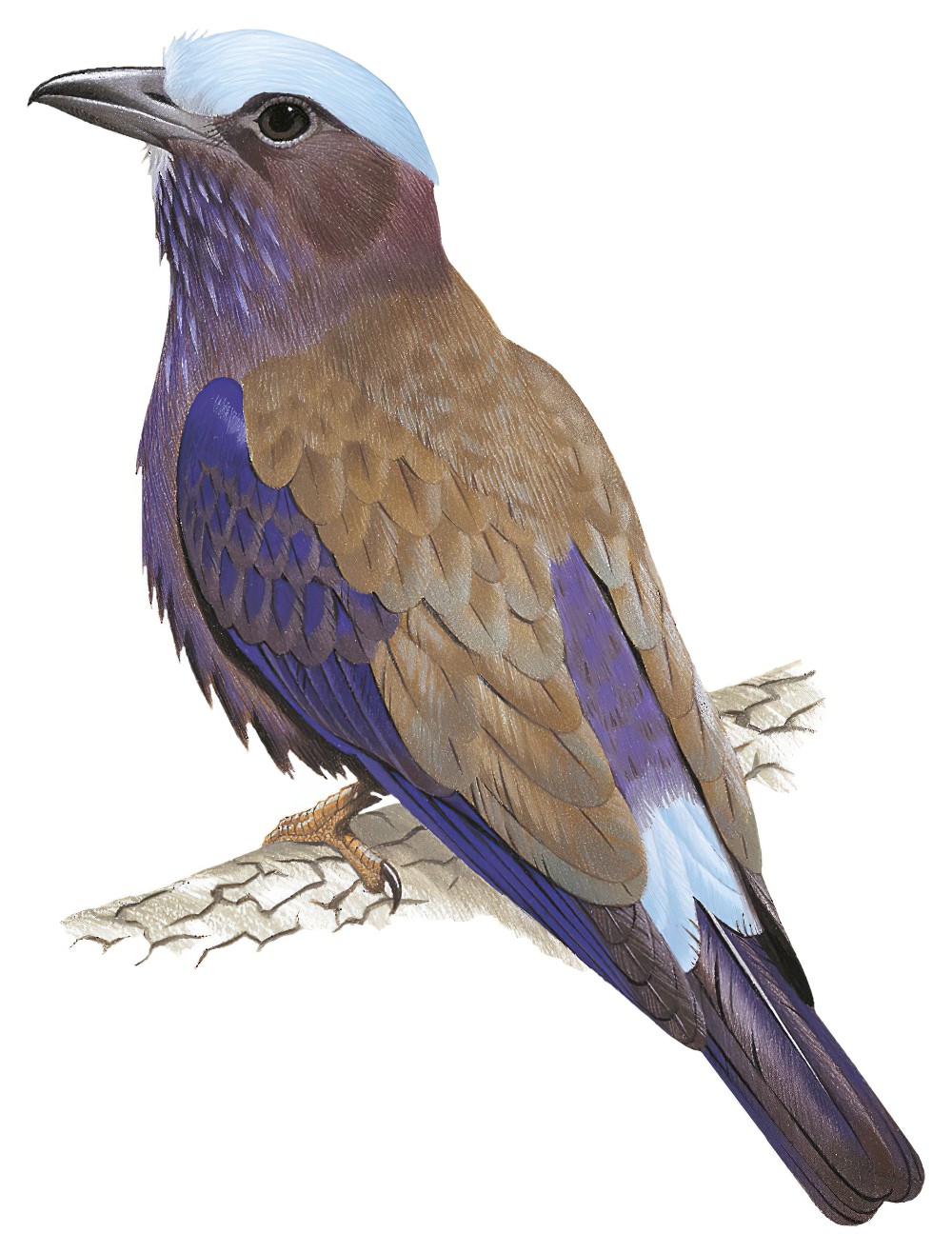 Purple-winged Roller / Coracias temminckii