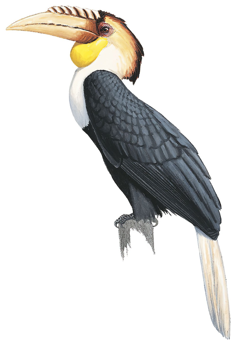 Plain-pouched Hornbill / Rhyticeros subruficollis
