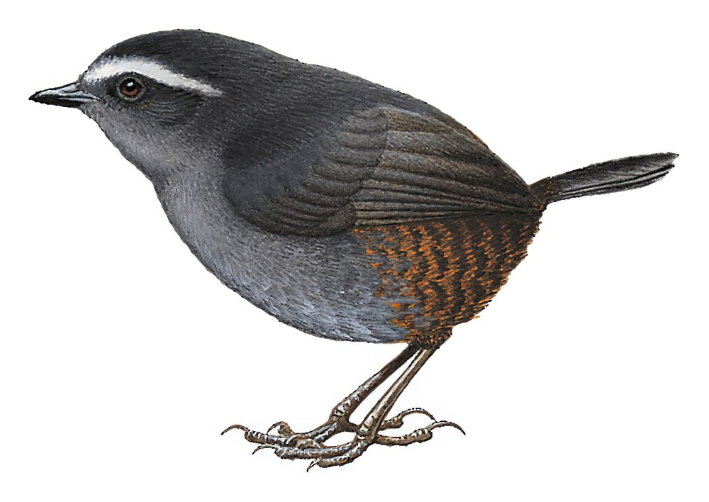 Silvery-fronted Tapaculo / Scytalopus argentifrons