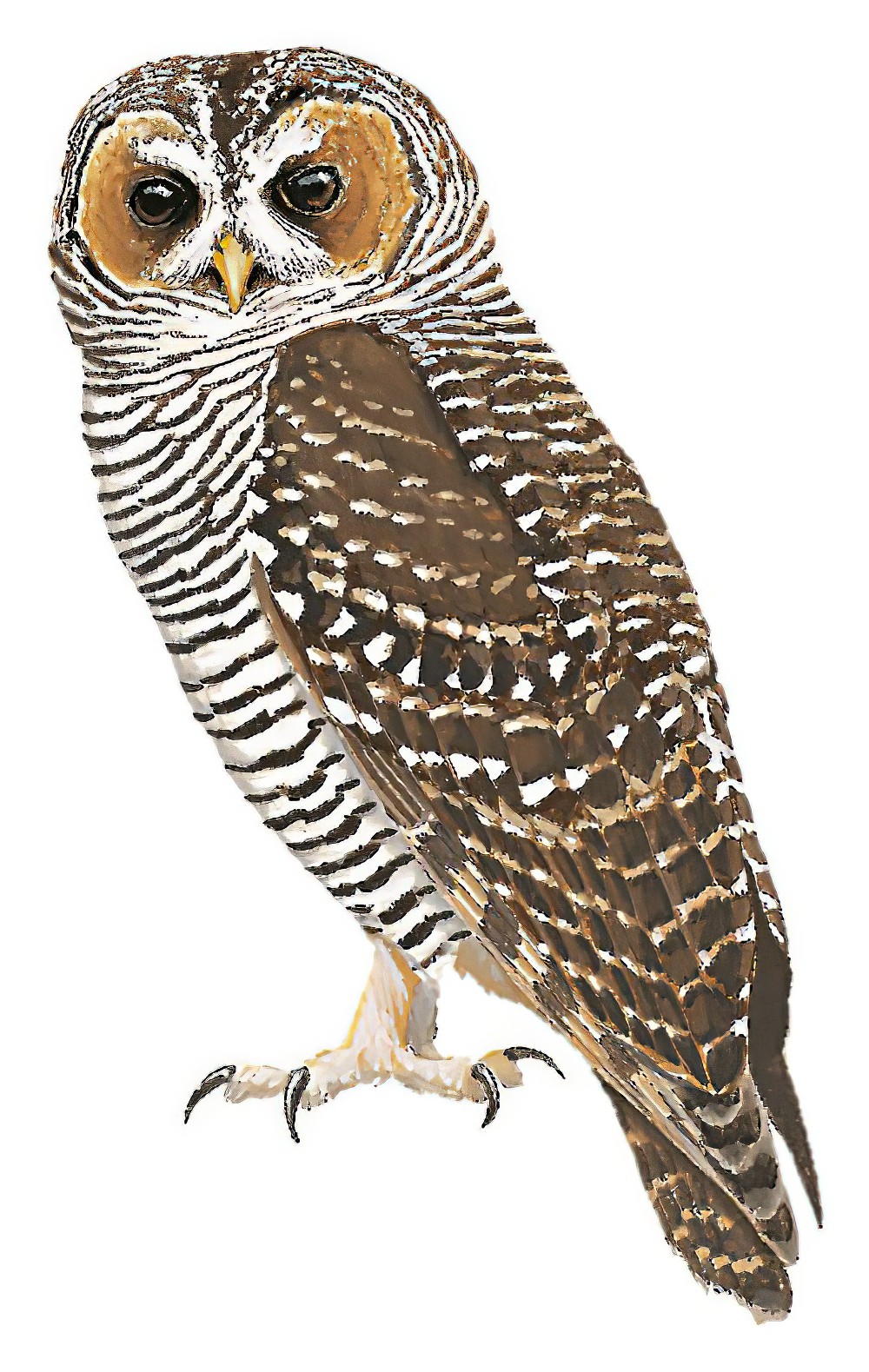Rufous-legged Owl / Strix rufipes