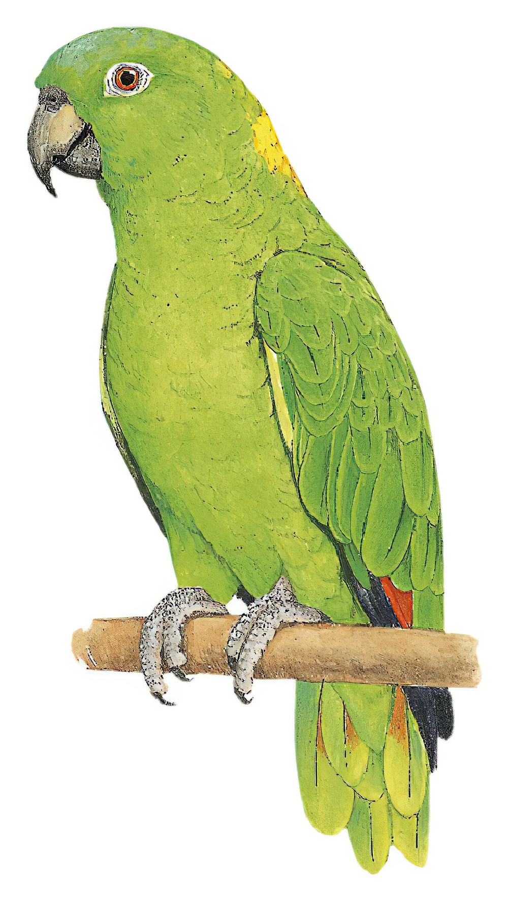 Yellow-naped Parrot / Amazona auropalliata