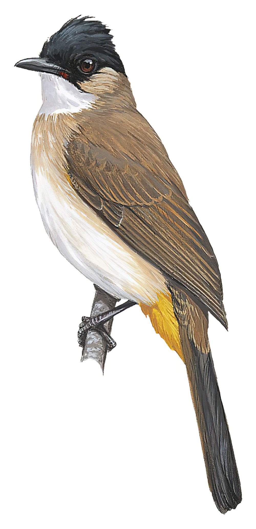 Brown-breasted Bulbul / Pycnonotus xanthorrhous