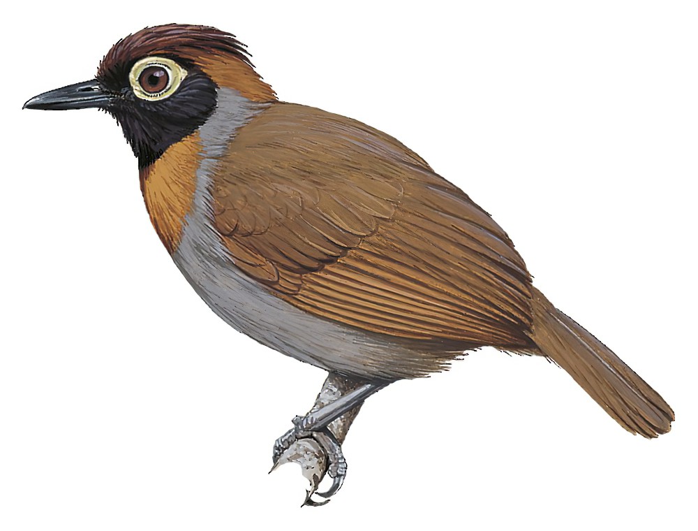Harlequin Antbird / Rhegmatorhina berlepschi