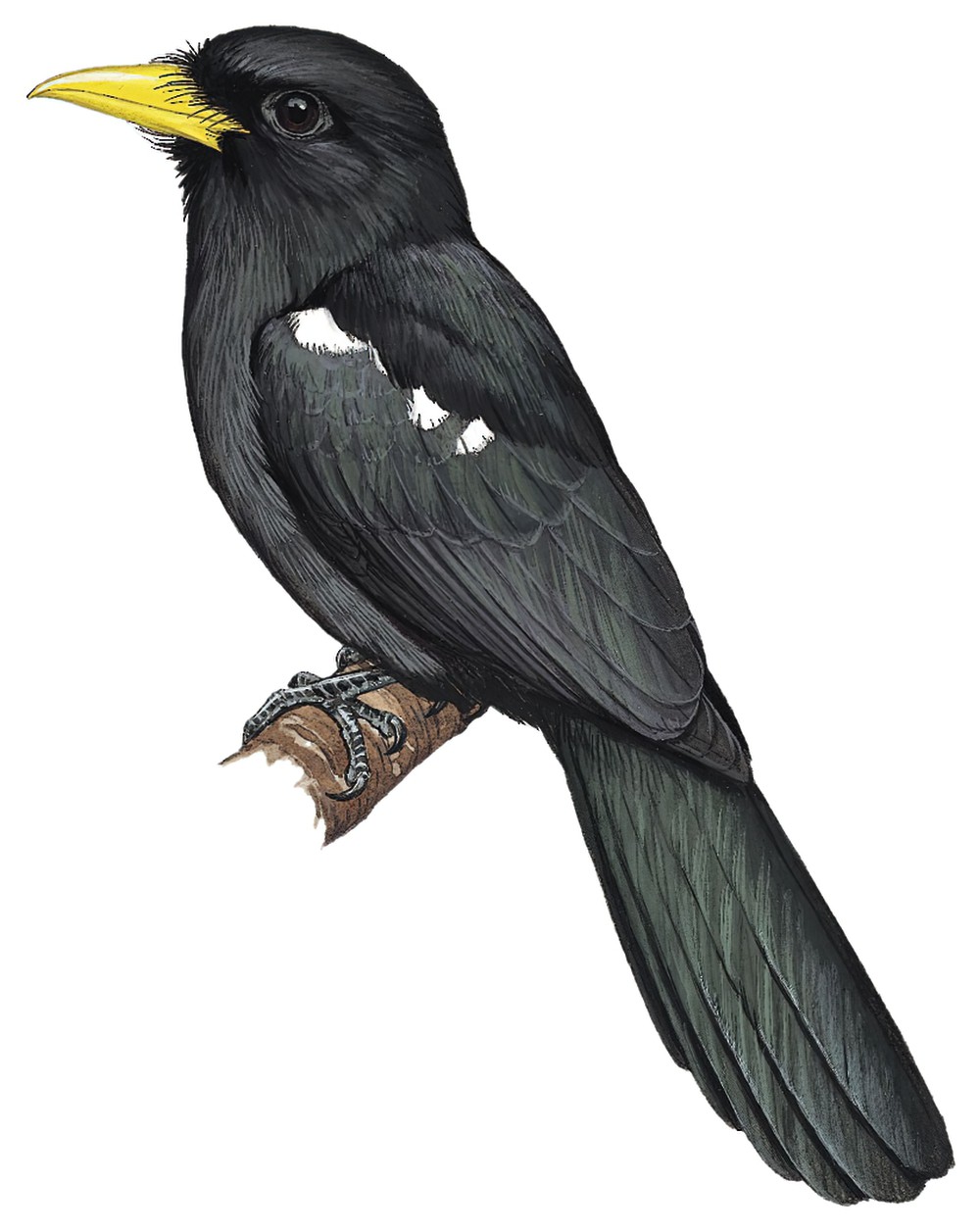 Yellow-billed Nunbird / Monasa flavirostris