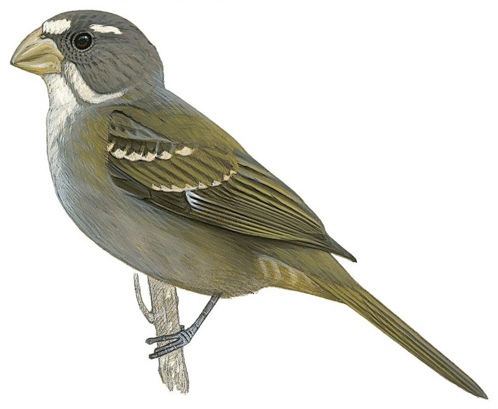 Buffy-fronted Seedeater / Sporophila frontalis