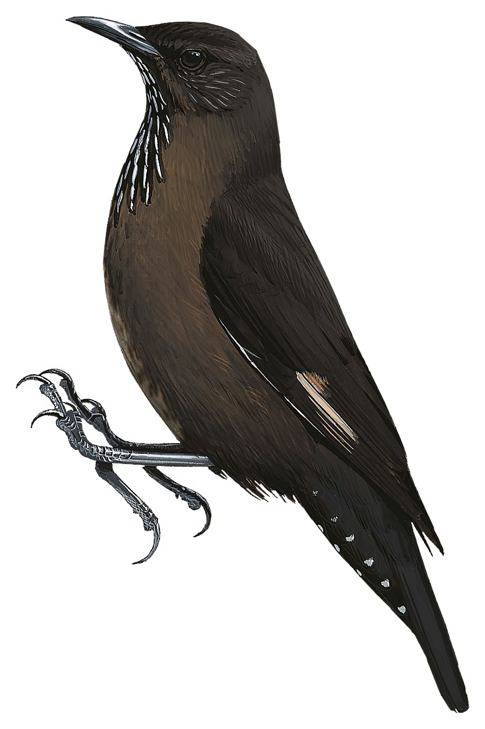 Black-tailed Treecreeper / Climacteris melanurus