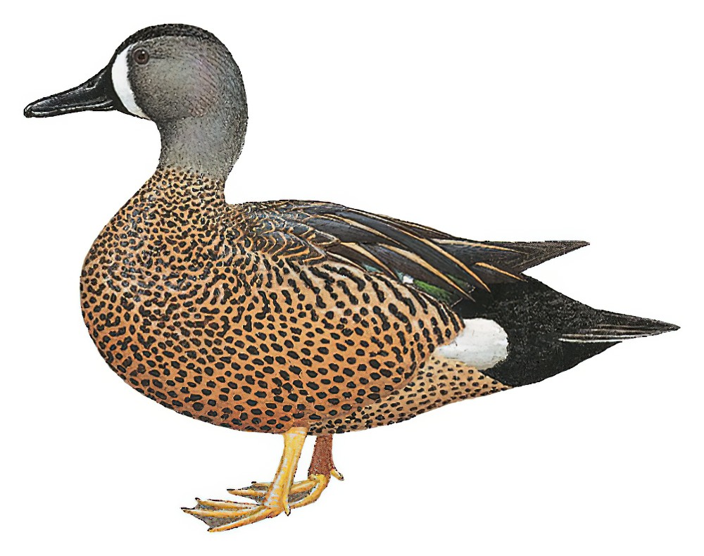 Blue-winged Teal / Spatula discors