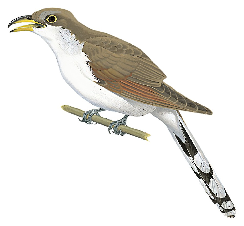 Yellow-billed Cuckoo / Coccyzus americanus