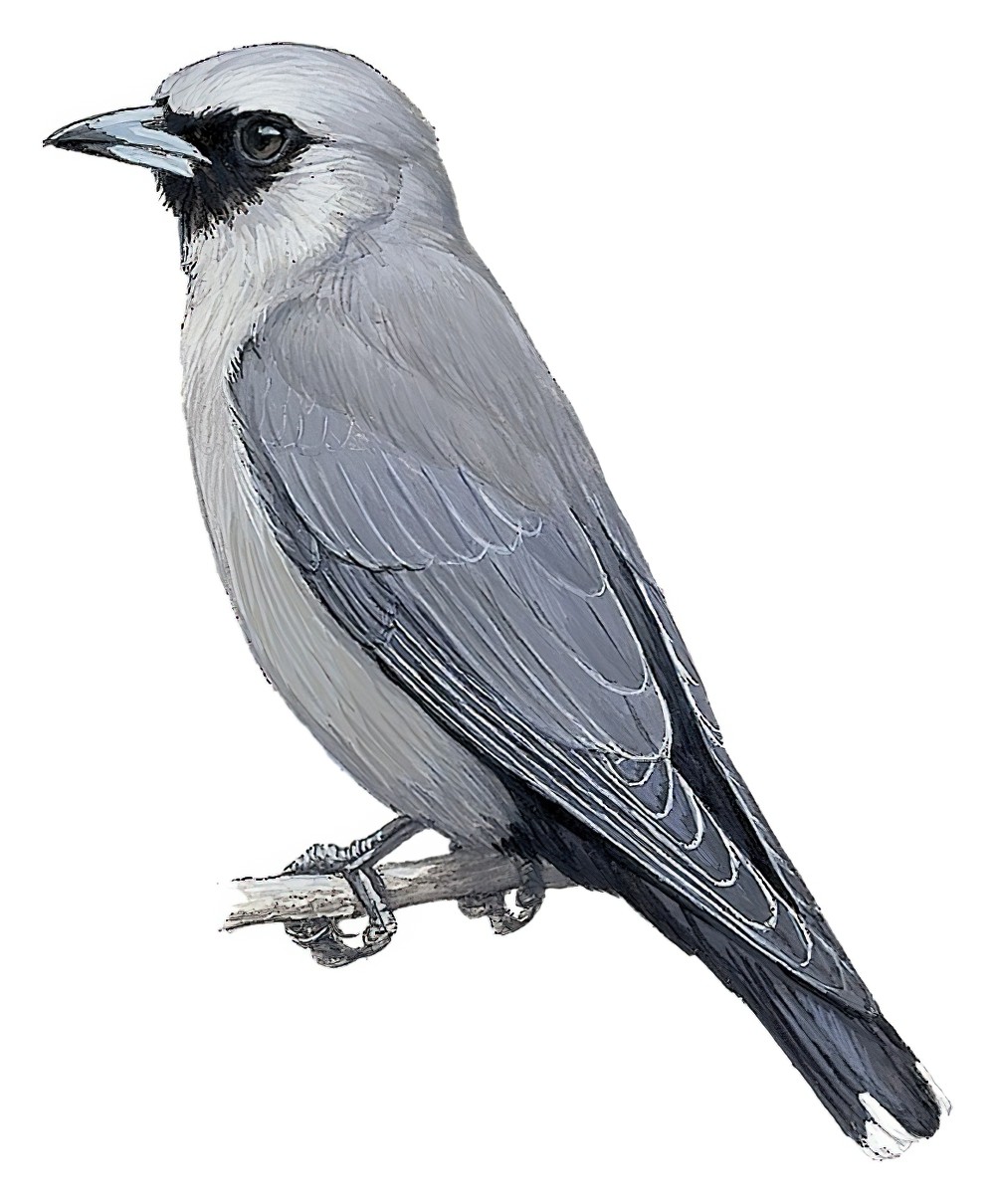 Black-faced Woodswallow / Artamus cinereus
