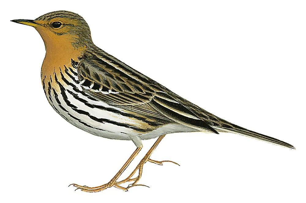 Red-throated Pipit / Anthus cervinus