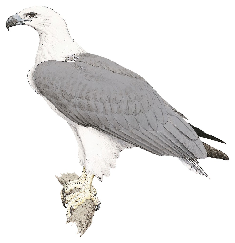 White-bellied Sea-Eagle / Haliaeetus leucogaster