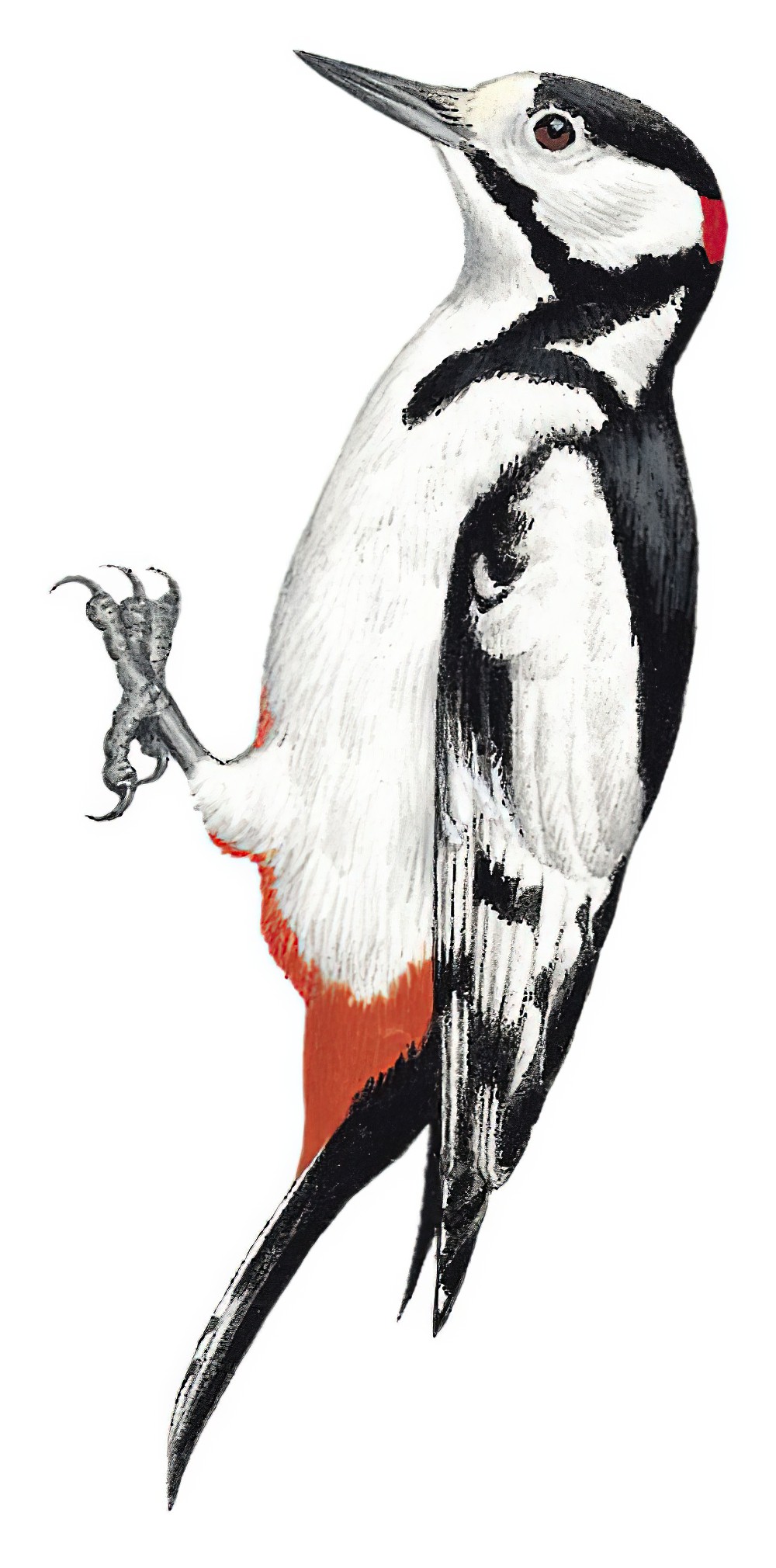 White-winged Woodpecker / Dendrocopos leucopterus