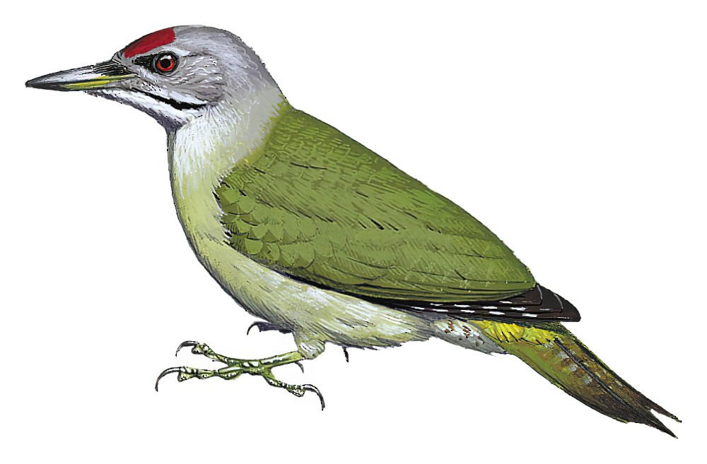 Gray-headed Woodpecker / Picus canus