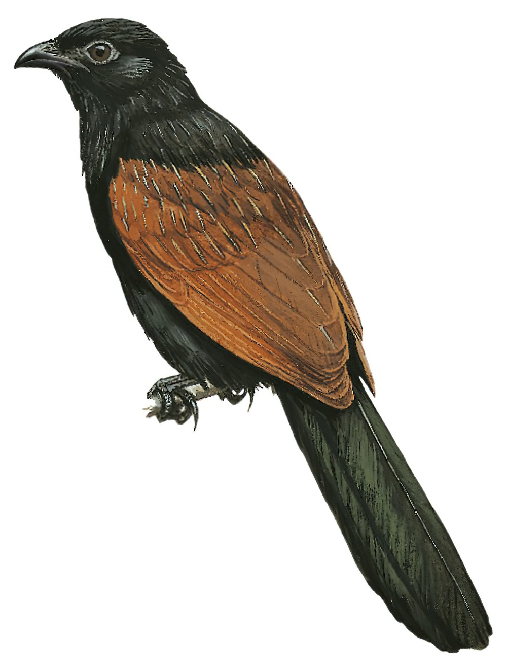 Lesser Coucal / Centropus bengalensis