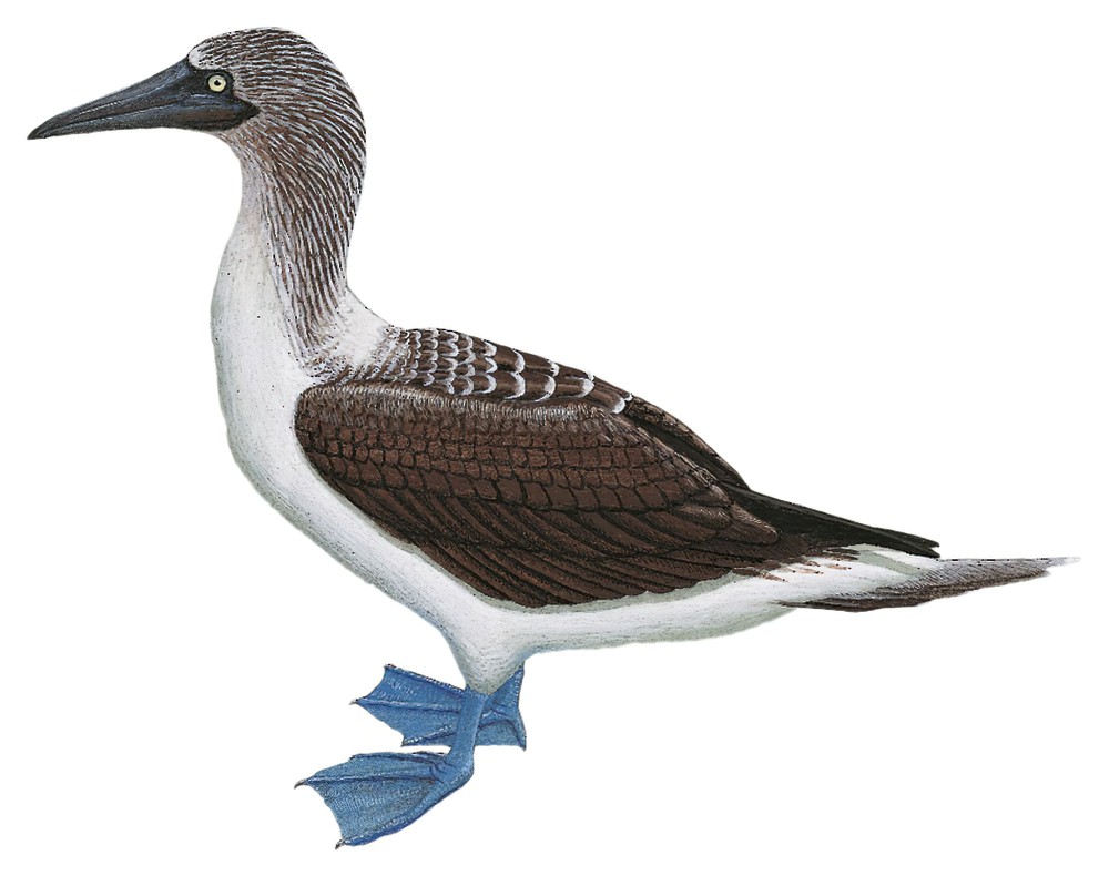 Blue-footed Booby / Sula nebouxii