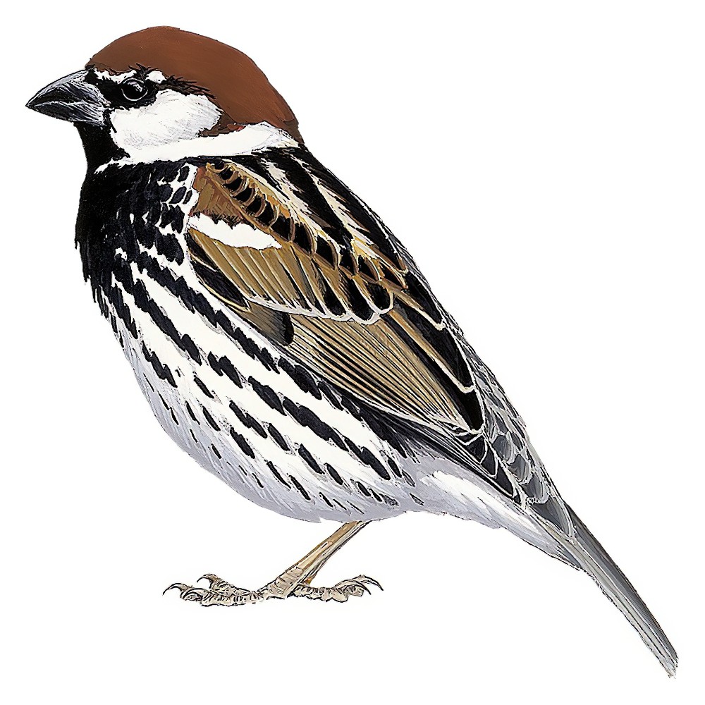 Spanish Sparrow / Passer hispaniolensis