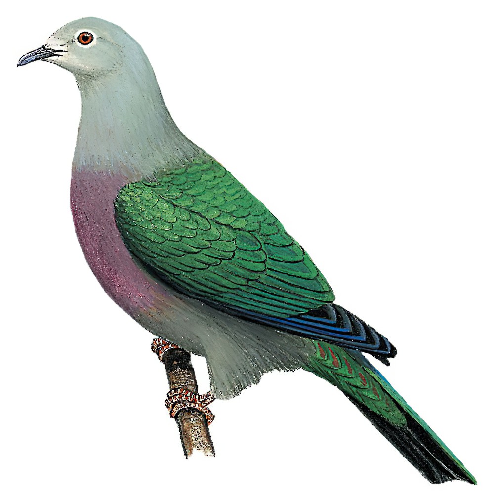 Green Imperial-Pigeon / Ducula aenea