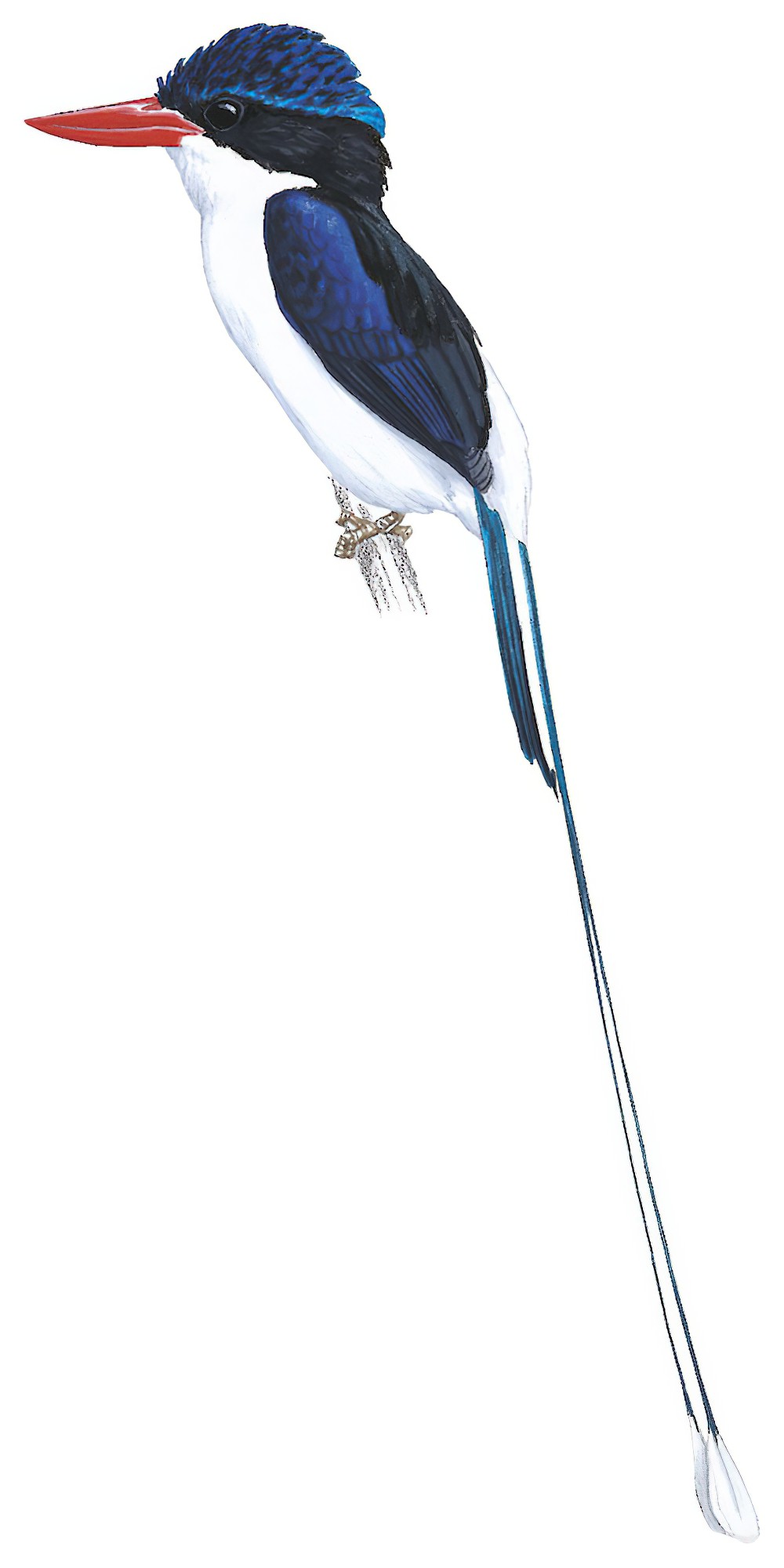 Little Paradise-Kingfisher / Tanysiptera hydrocharis