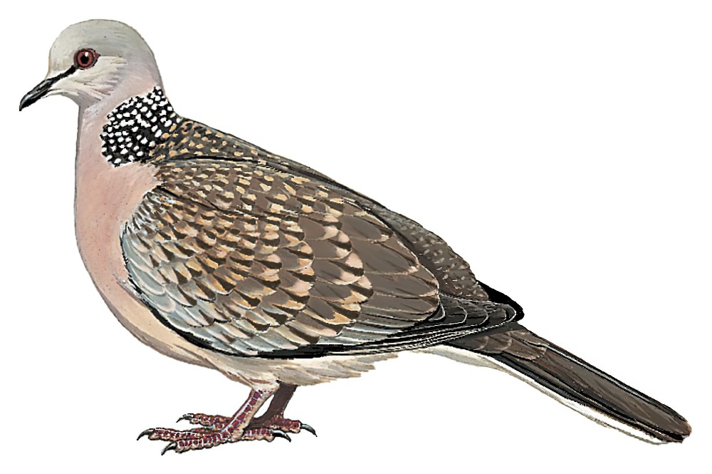 Spotted Dove / Streptopelia chinensis