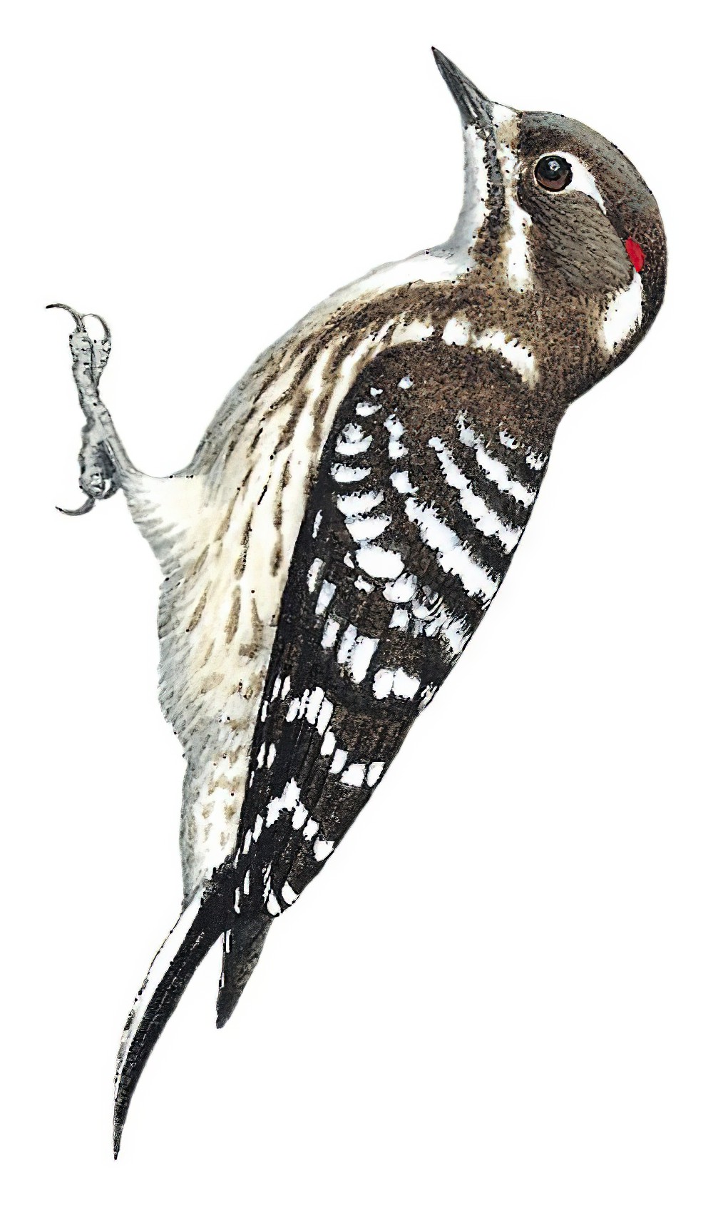 Pygmy Woodpecker / Yungipicus kizuki