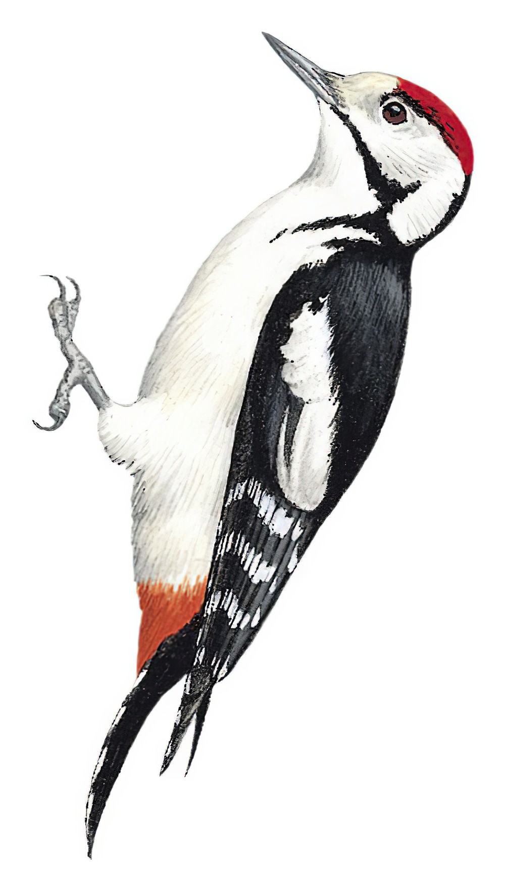 Sind Woodpecker / Dendrocopos assimilis