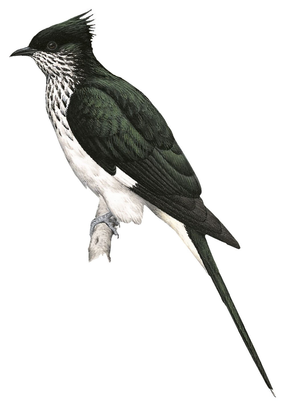 Levaillant\'s Cuckoo / Clamator levaillantii