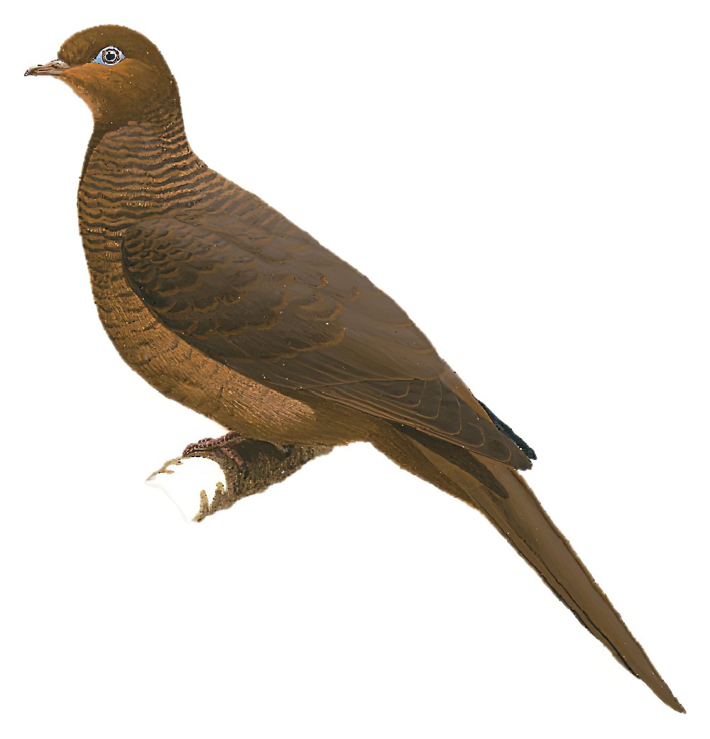 Andaman Cuckoo-Dove / Macropygia rufipennis