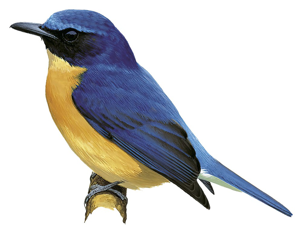 Sunda Blue Flycatcher / Cyornis caerulatus