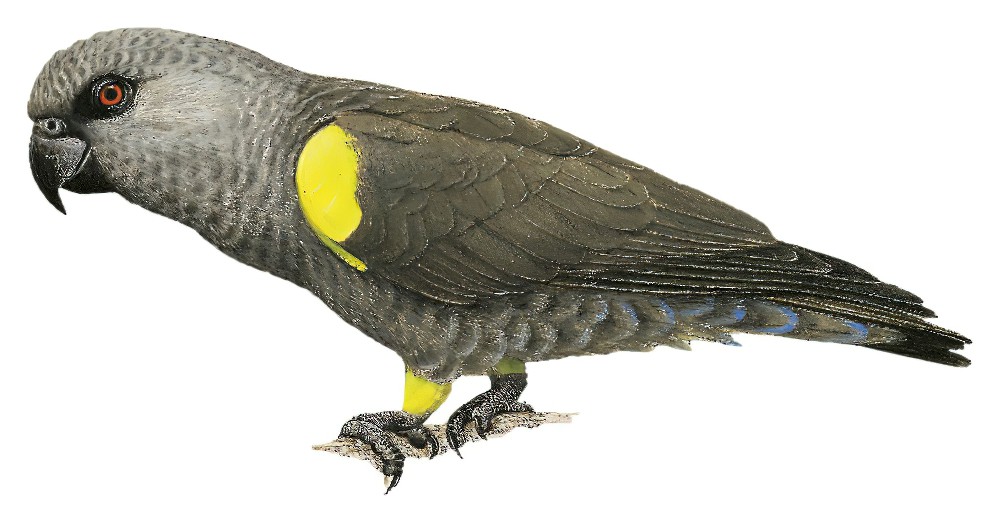 Rüppell\'s Parrot / Poicephalus rueppellii