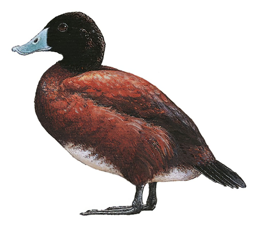 Blue-billed Duck / Oxyura australis